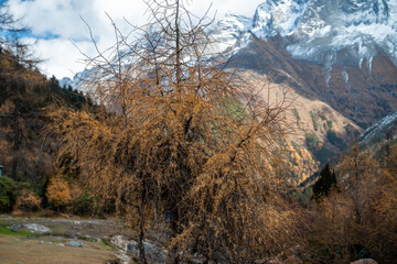 SiChuang province bipenggou's autumn in the forest