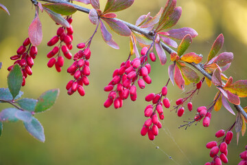 Vibrant red berries of the European barberry hanging on a branch