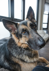 german shepherd dog