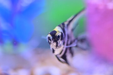 Tropical fish in an aquarium, close-up view.