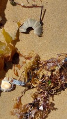 2024 January.  Sea Urchin, Seaweed and Limpet on Beach at Philip Island, Australia