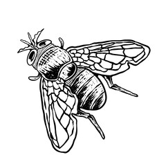 insects in old style antique hand drawn woodcut illustration