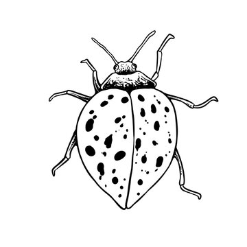 insects in old style antique hand drawn woodcut illustration