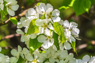 White blossoming apple trees in the sunset light. Spring season, spring colors.