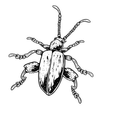 insects in old style antique hand drawn woodcut illustration