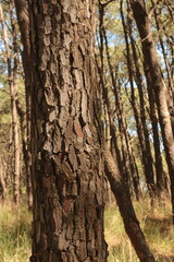 You can touch the tree