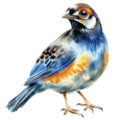 cute Quail watercolor clipart illustration isolated