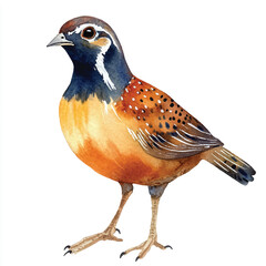 cute Quail watercolor clipart illustration isolated