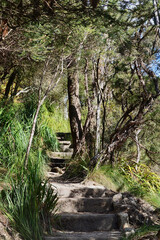 A walking trail at Blackheath in the Blue Mountains of Australia.