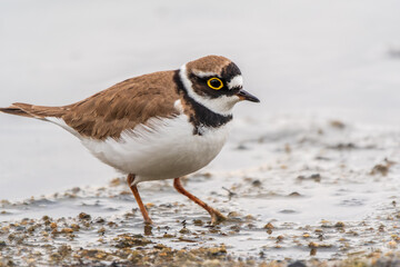 Little ringed plover (Charadrius dubius), bird standing on the lake shore