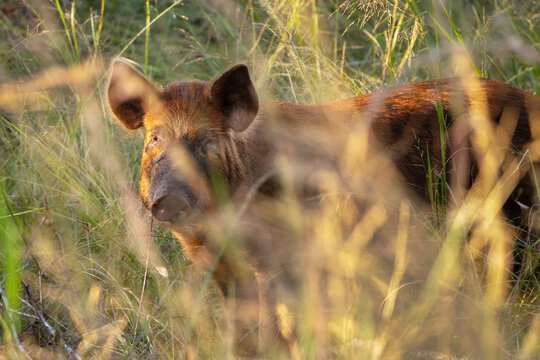 A feral pig / wild boar / wild hog / feral hog  (Sus scrofa) in Myakka River State Park, Florida