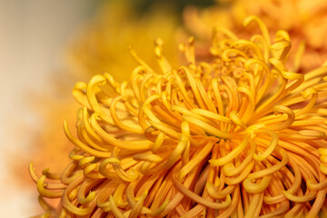 Chrysanthemum