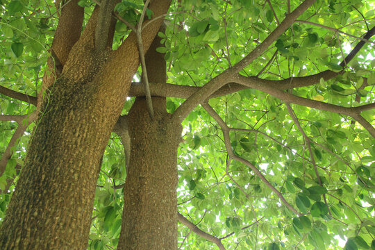 blackboard tree, scholar tree, milkwood or devil tree. bark, Saptaparni (Alstonia scholaris) is evergreen stately tropical tree in family Apocynaceae. Copy-space growth