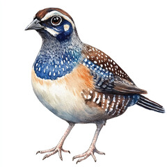 cute Quail watercolor clipart illustration isolated