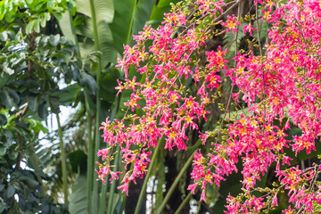 pink silk floss tree flower in garden