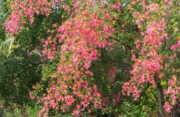pink silk floss tree flower in garden