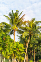 Fototapeta premium green palm leaf in sunlight with blue sky