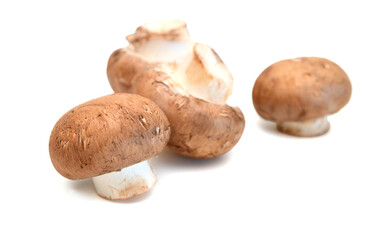 Common mushrooms on white background
