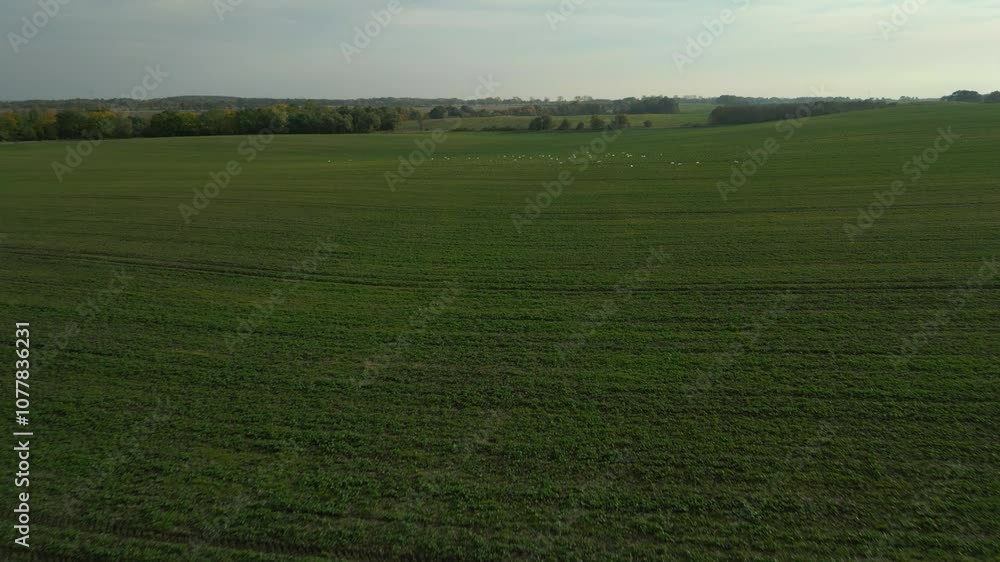 Poster wide green field under a cloudy sky with distant trees and rolling hills in the background