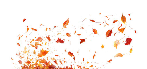 Obraz premium Flying Autumn Maple Leaves on white or transparent background [PNG]
