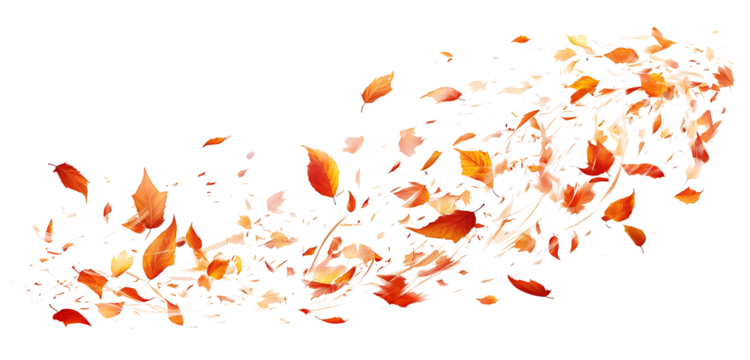 Flying Autumn Maple Leaves on white or transparent background [PNG]