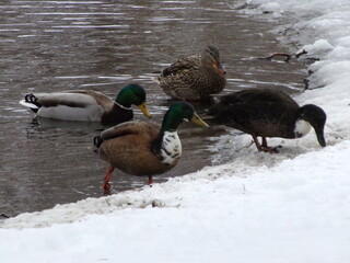 Winter Ducks w River