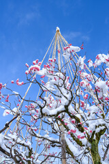 青い空と雪に埋もれる梅の花