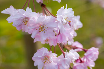 晴れた日の枝垂れ桜