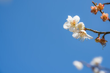 晴れた日に咲く白い梅の花