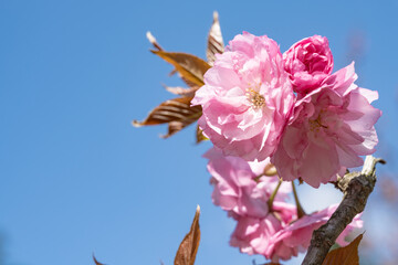 青い空と八重桜