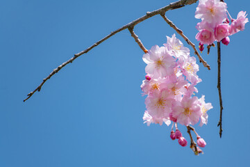 青い空と八重紅枝垂れ桜