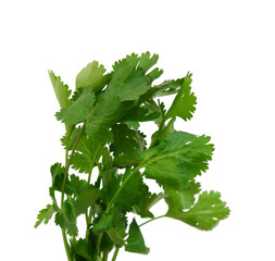 A fresh cilantro bunch on white background