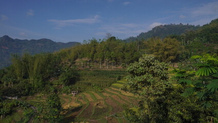 landscape with trees and clouds