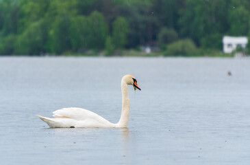Graceful white Swan swimming in the lake, swans in the wild. Portrait of a white swan swimming on a lake.
