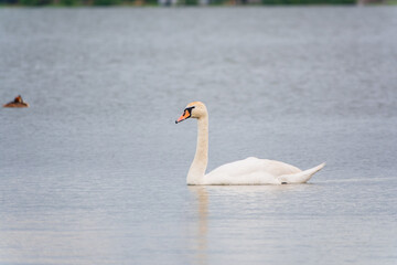 Fototapeta premium Graceful white Swan swimming in the lake, swans in the wild. Portrait of a white swan swimming on a lake.
