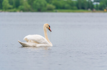 Graceful white Swan swimming in the lake, swans in the wild. Portrait of a white swan swimming on a lake.