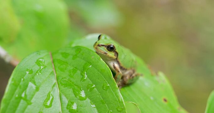 Japanese treefrog on the leaf