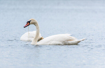 Fototapeta premium Two Graceful white Swans swimming in the lake, swans in the wild