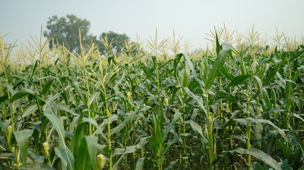 corn field