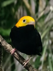 Golden-headed Manakin
