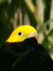 Golden-headed Manakin