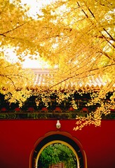 Autumn yellow leaves in Beijing,China