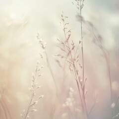 Fototapeta premium Delicate Grass Stalks in Soft Light