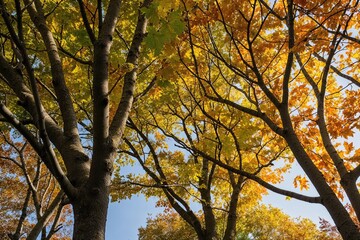 Autumn Tree Branches Illuminated by Soft Sunlight Featuring Vibrant Foliage and Gentle Shadows