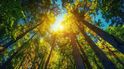 Obraz premium A deep blue sky with the sun shining through tall trees, the forest below bathed in dappled light