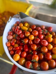 Cherry Tomatoes 