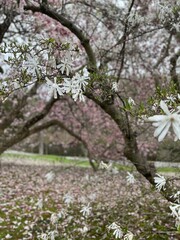 Magnolia 