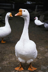 A white goose poses elegantly with its neck extended by a tranquil pond.