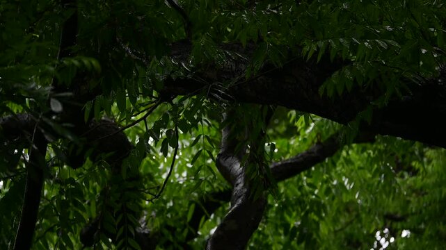 lluvia en el bosque