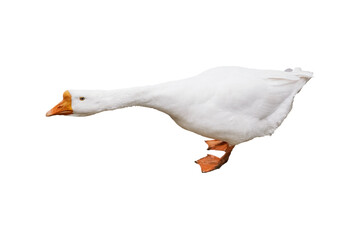 A white goose walking with an outstretched neck showcasing its distinctive features and vibrant orange beak. isolated on white background.